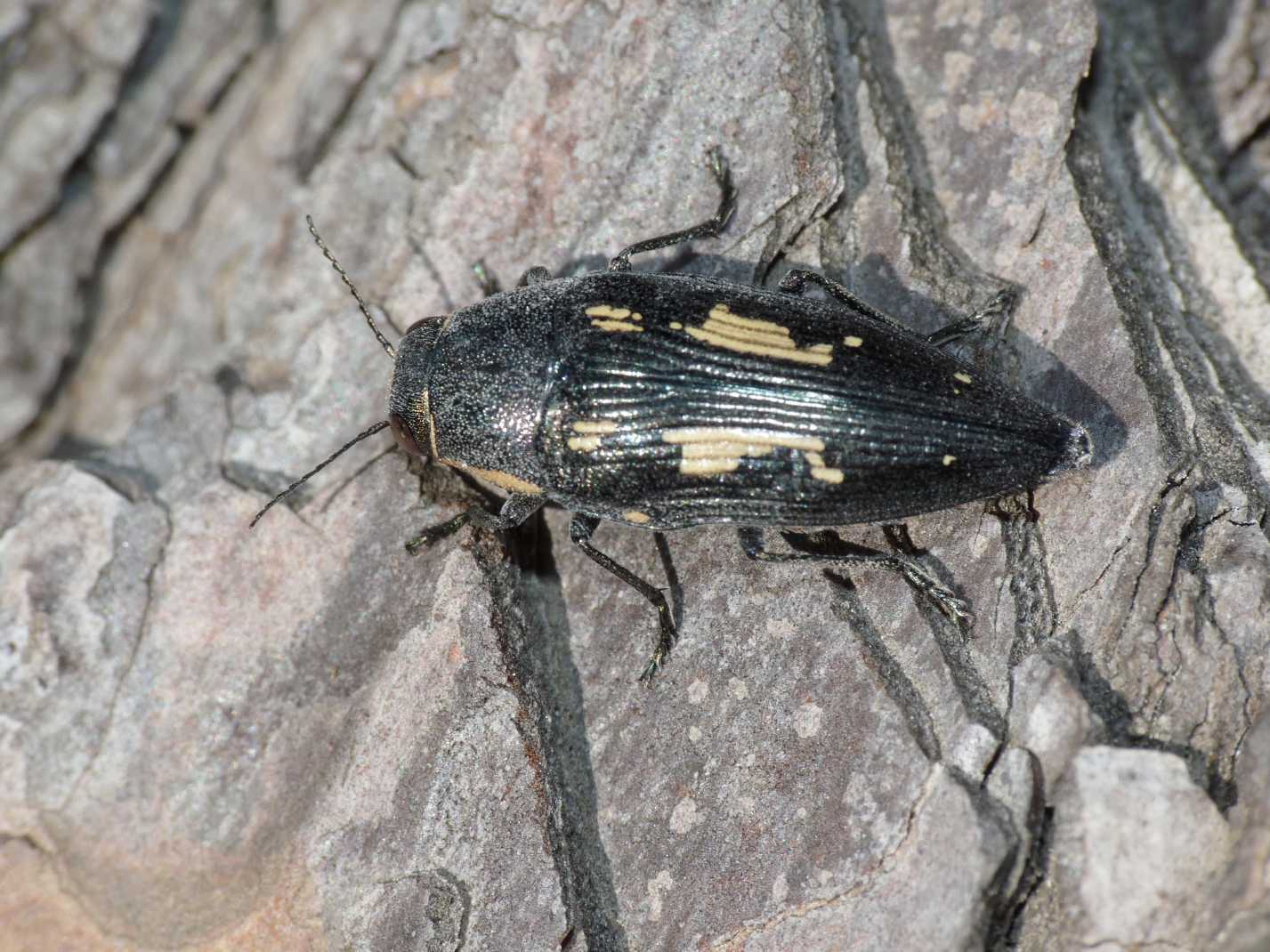 Buprestis novemmaculata in deposizione